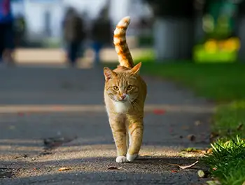 Katze läuft am Straßenrand entlang