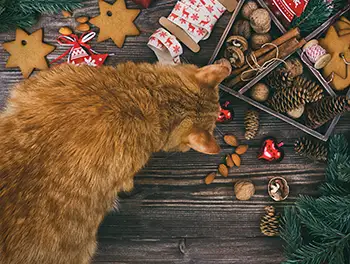 Katze schnuppert an der Weihnachtdeko
