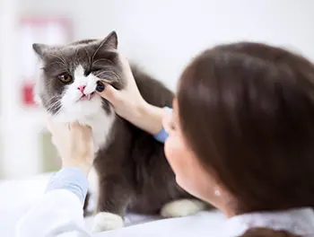 Tierärztin untersucht die Zähne einer Katze