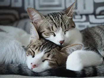 Zwei Katzen schlafen aneinander gekuschelt