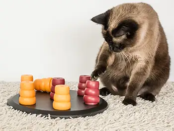 Katze mit Intelligenzspielzeug