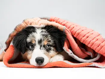 Kranker Hund liegt unter der Decke