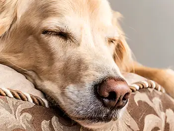 Schlafender Labrador