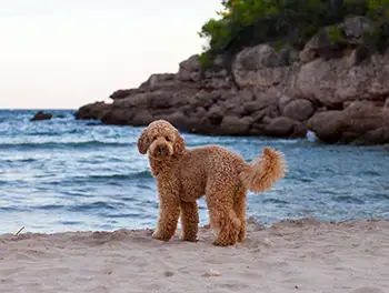 Hund am Mittelmeer