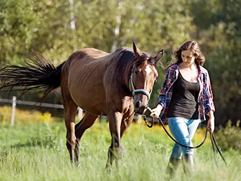 Junge Frau führt ihr Pferd an der Leine