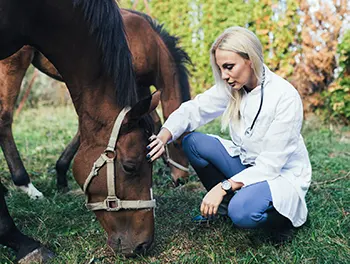 Tierärztin untersucht ein Pferd auf der Weide