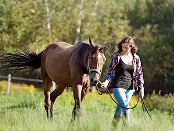 Junge Frau führt ihr Pferd über die Wiese