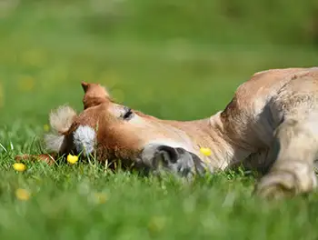 Schlafendes Pferd auf der Weide