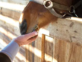 Pferd frisst aus der Hand