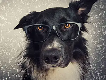 Hund mit Brille vor vielen Formeln