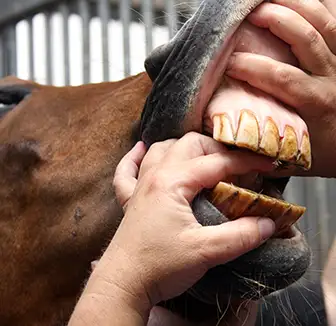 Zahngesundheit beim Pferd
