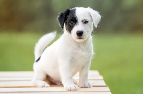 Schwarz-weißer Hund auf einer Bank