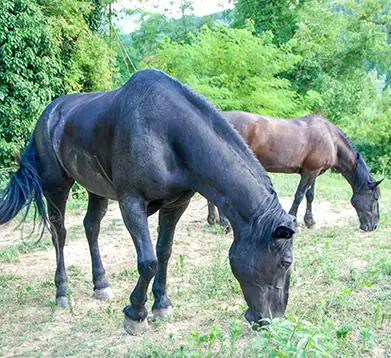Alte Pferde auf der Weide