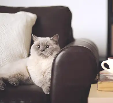 Demente Katze liegt auf dem Sofa