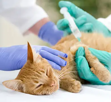 Katze bekommt Injektion