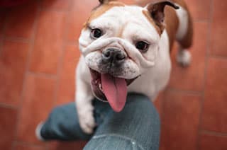 Die Englische Bulldogge Englische Bulldogge