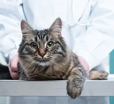 Katze in Behandlung