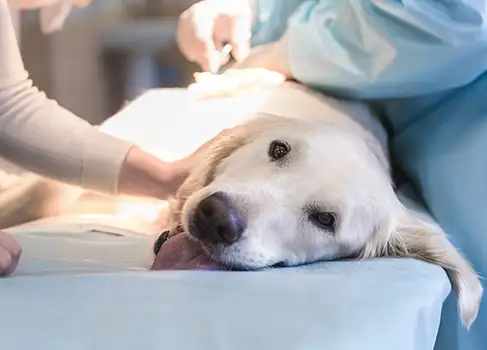Operation eines Hundes