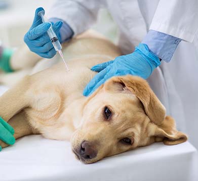 Notdienst in der GOT Hund liegt beim Tierarzt auf dem Tisch und erhält eine Spritze