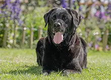 Hund Ayka: hohe Deckungssumme in der Hundehaftpflichtversicherung