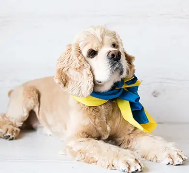 Собака з українським стягом