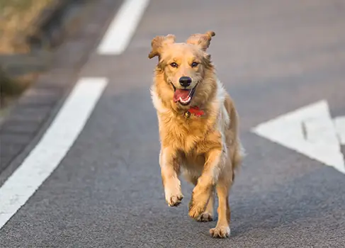 Hund rennt auf die Straße