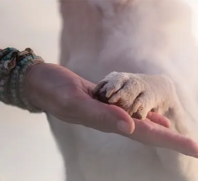 Hundepfote in einer Menschenhand