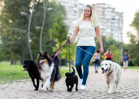 Frau geht mit Hunden spazieren
