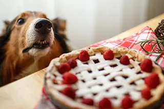 Hund sitzt vor dem Kuchen