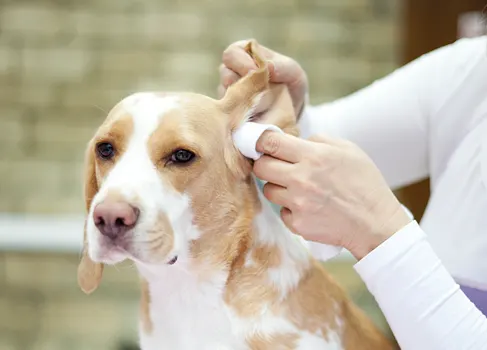 Ohrenpflege beim Hund