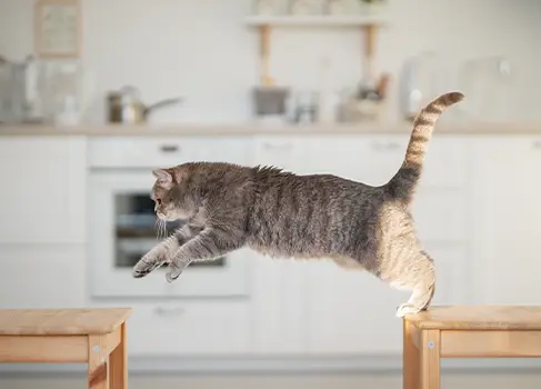 Fitnessgerät für die Katz‘ Katze springt