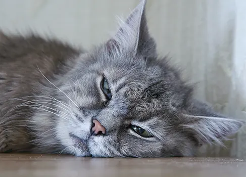 Das sind die möglichen Ursachen für Durchfall bei Katzen Kranke Katze