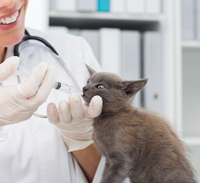 Gebührenkosten Für Tierarzt Bei Katzen Infos Und Tipps Vs