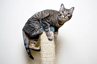 agile Katze klettert