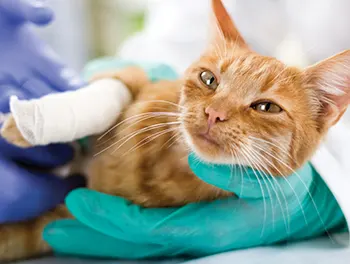 Katze mit einem Schock wird vom Tierarzt behandelt