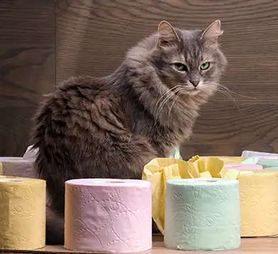 Katze mit Toilettenpapier