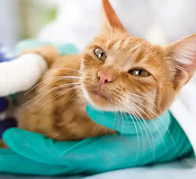Katze wird vom Tierarzt behandelt