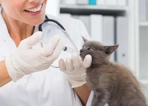 Katze vor einer OP beim Tierarzt