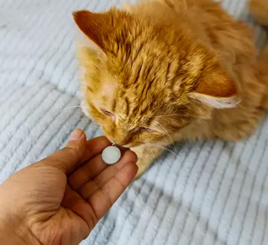 Katze bekommt Medikakemente gegen Feline Hyperthyreose