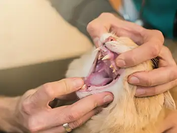 Zahnarzt untersucht die Zähne der Katze