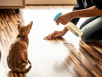 Katze passiert Missgeschick auf dem Fußboden