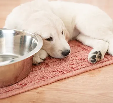 Was kostet die Barmenia Hunde-OP-Versicherung? kranker Hund