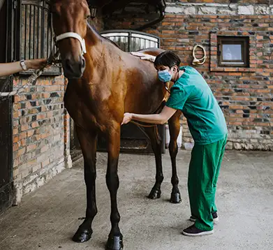 Tierärztin untersucht den Magen beim Pferd