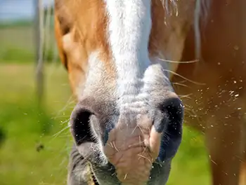 Pferd leidet unter Erkältungssymptomen