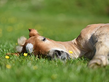 Pferd liegt schlafend auf der Wiese