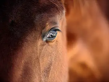 Auge eines traumatisierten Pferdes