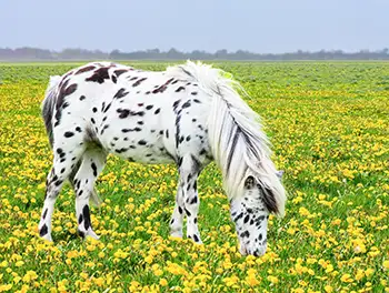 Fressendes Pferd auf der Blumenwiese