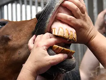 Pferdezähne werden kontrolliert