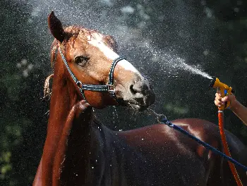 Pferd bekommt eine Dusche zur Abkühlung