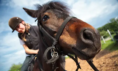 Ponyhaftpflichtversicherung für Ponys mit Beritt Mädchen reitet Pony – Ponyhaftpflichtversicherung mit Beritt